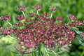 Pink and Burgundy False Queen Anne's Lace Bishop's Weed 100 Seed Packet P557703