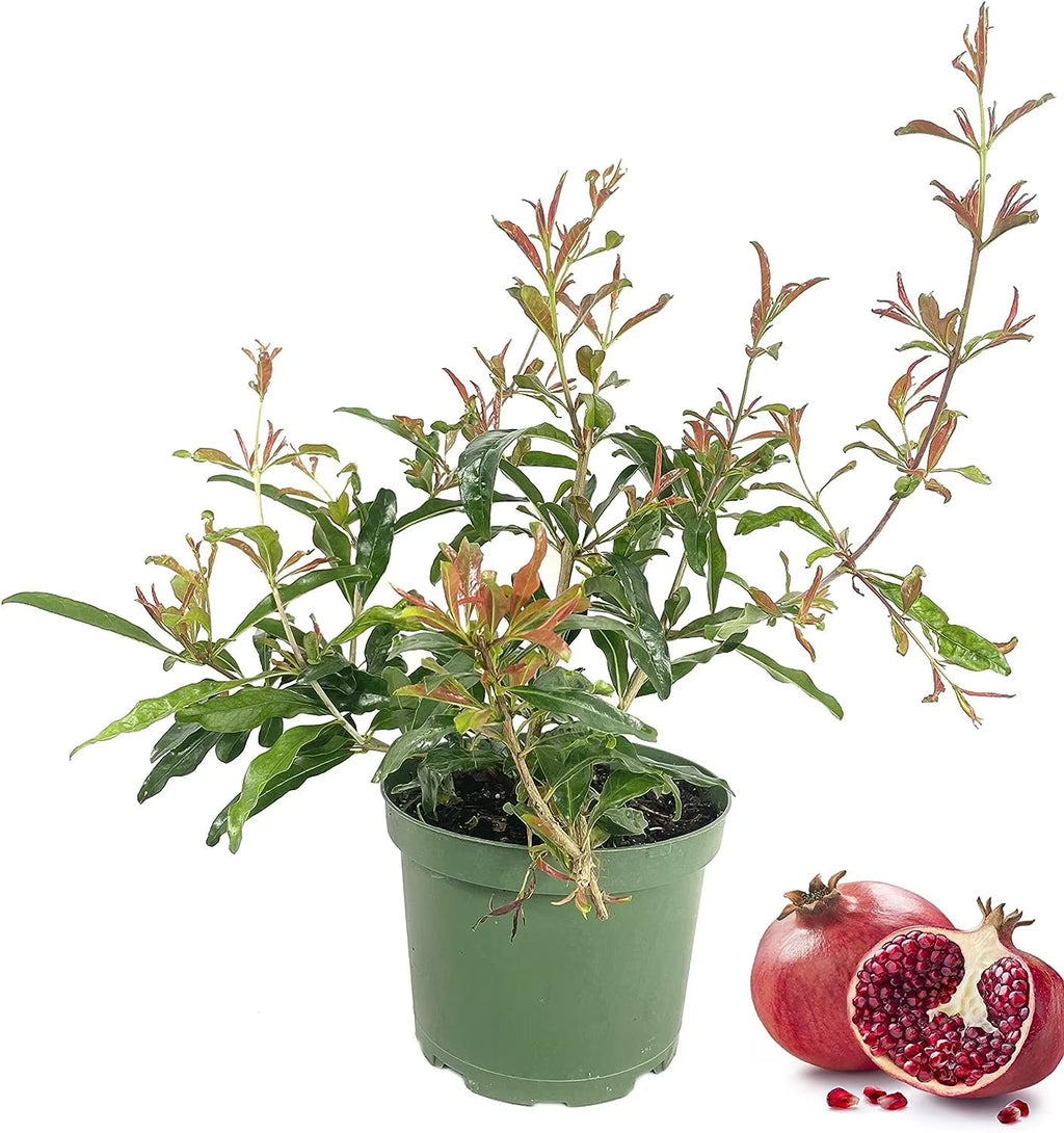 Pomegranate Tree - Live Plant in a 6 Inch Growers Pot A972423