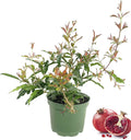 Pomegranate Tree - Live Plant in a 6 Inch Growers Pot A972423