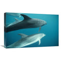 Bottlenose Dolphin Pod Underwater Art Print T9685