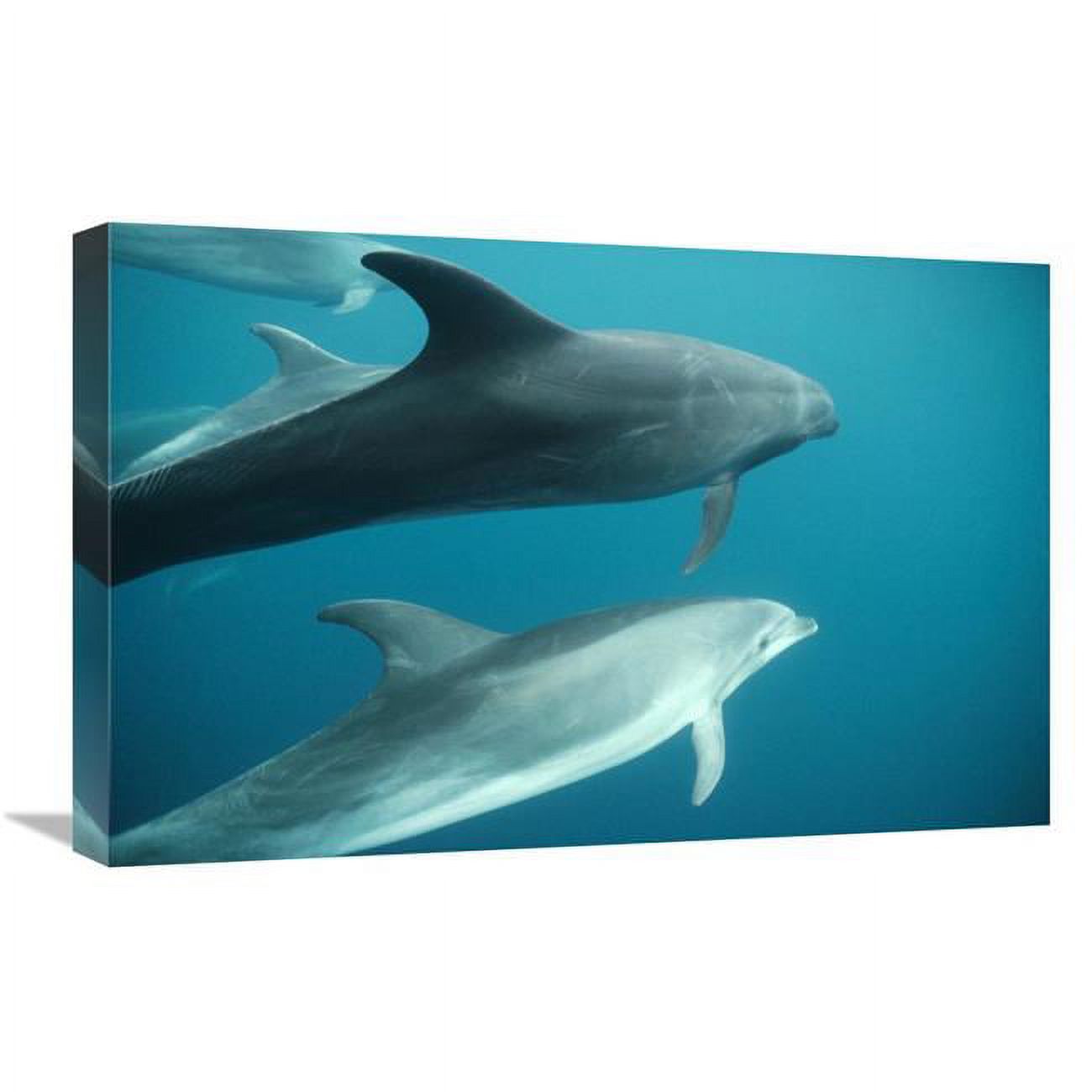 Bottlenose Dolphin Pod Underwater Art Print T9685