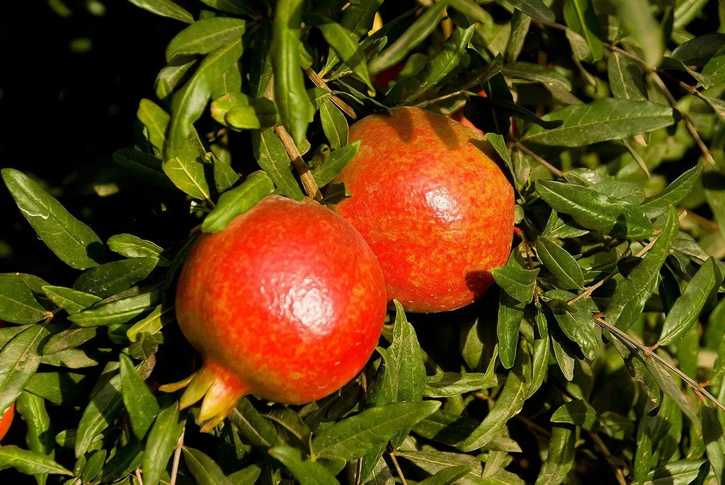 Pomegranate Tree - Live Plant in a 6 Inch Growers Pot A972423