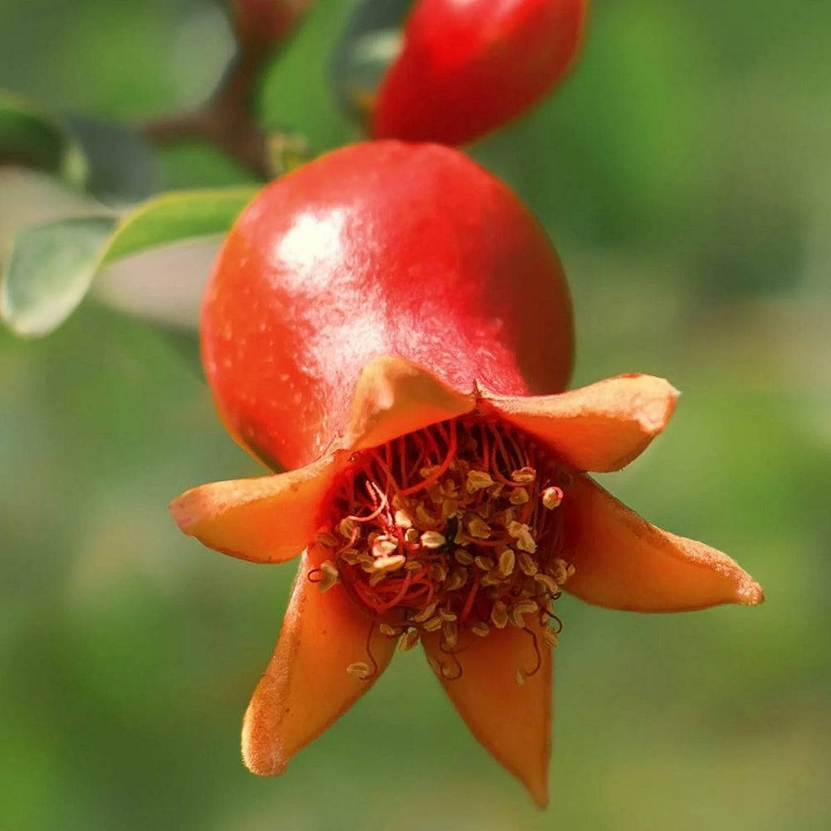 Pomegranate Tree - Live Plant in a 6 Inch Growers Pot A972423
