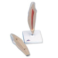 Lower Canine Model, 2 part W934