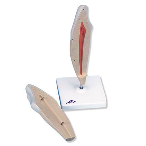 Lower Canine Model, 2 part W934