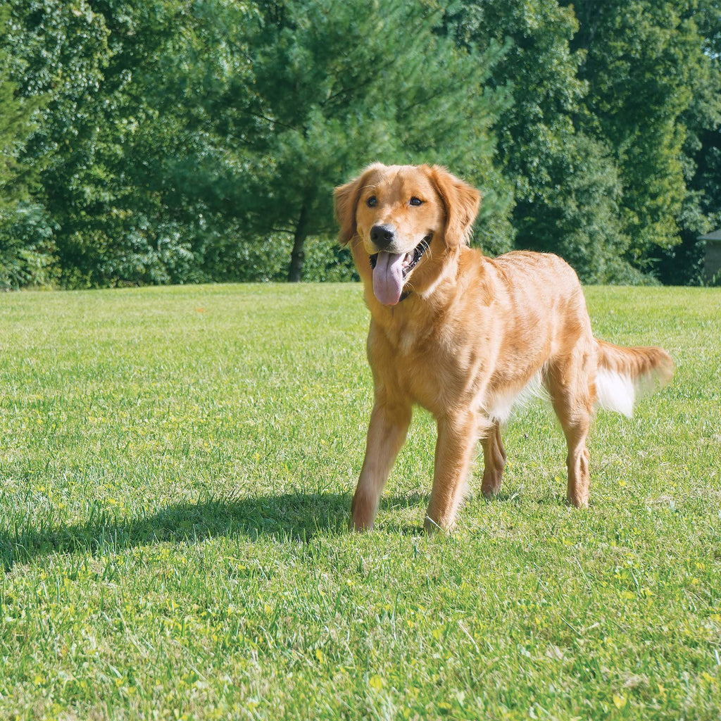 Wireless Pet Containment System Q978