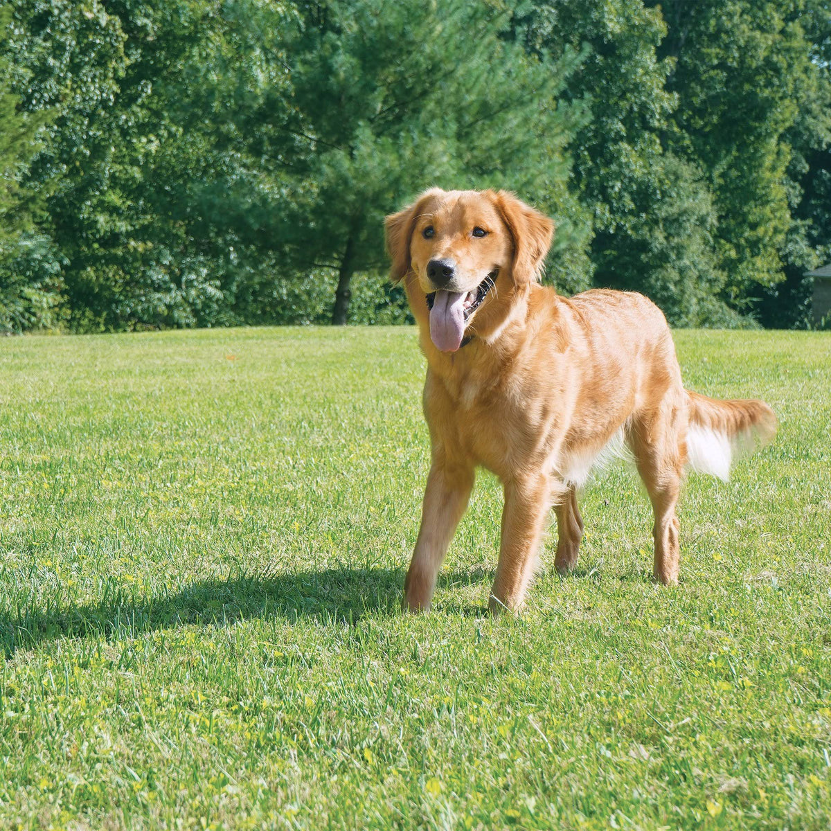 Wireless Pet Containment System Q978