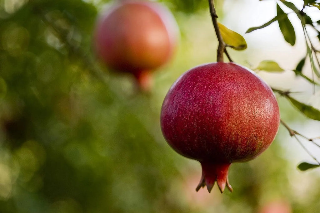 Pomegranate Tree - Live Plant in a 6 Inch Growers Pot A972423