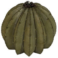 Golden Barrel Cactus Torch P9650